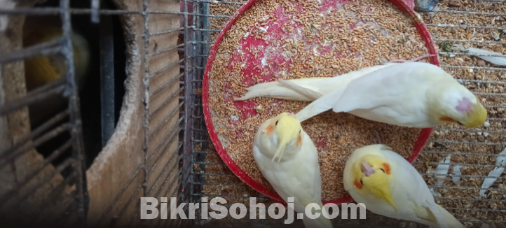 কোকাটেল পাখি